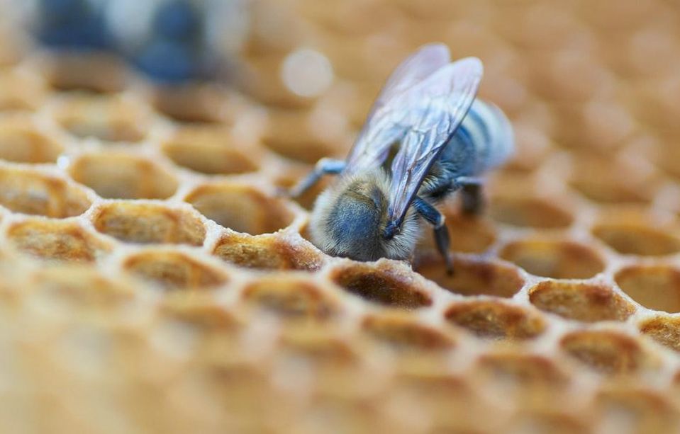 Why Do Bees Construct Hexagons in Their Hives?